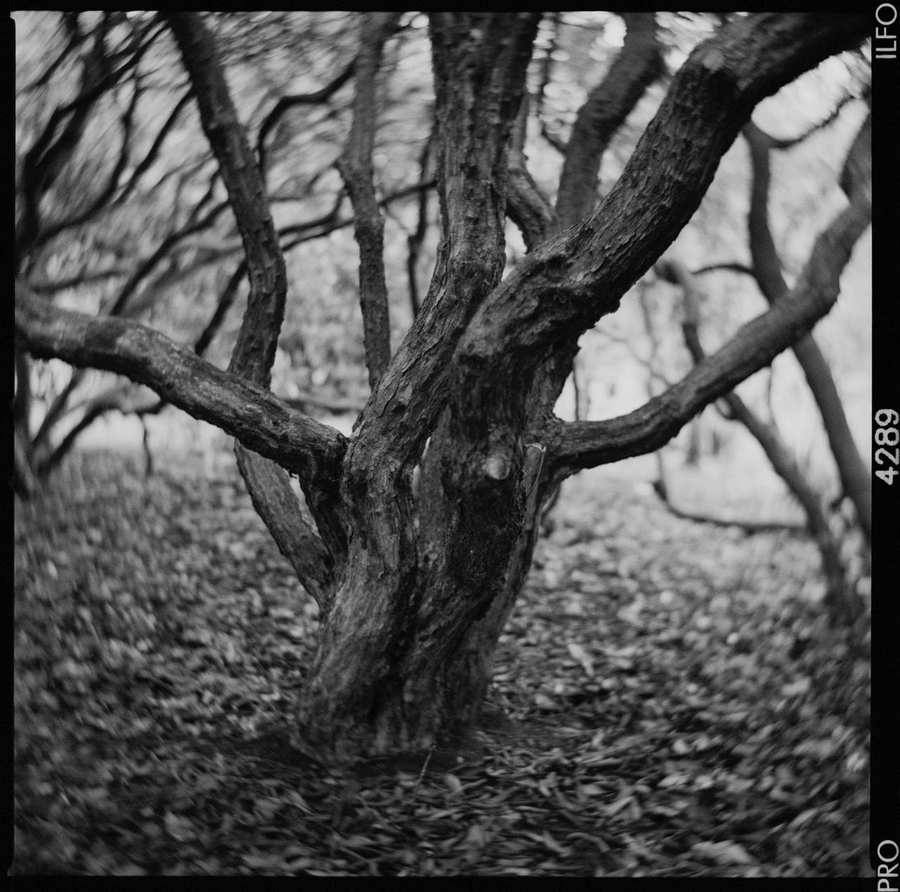 Monolens Petzval 104mm f/3 Tilt-Swirl IRIS