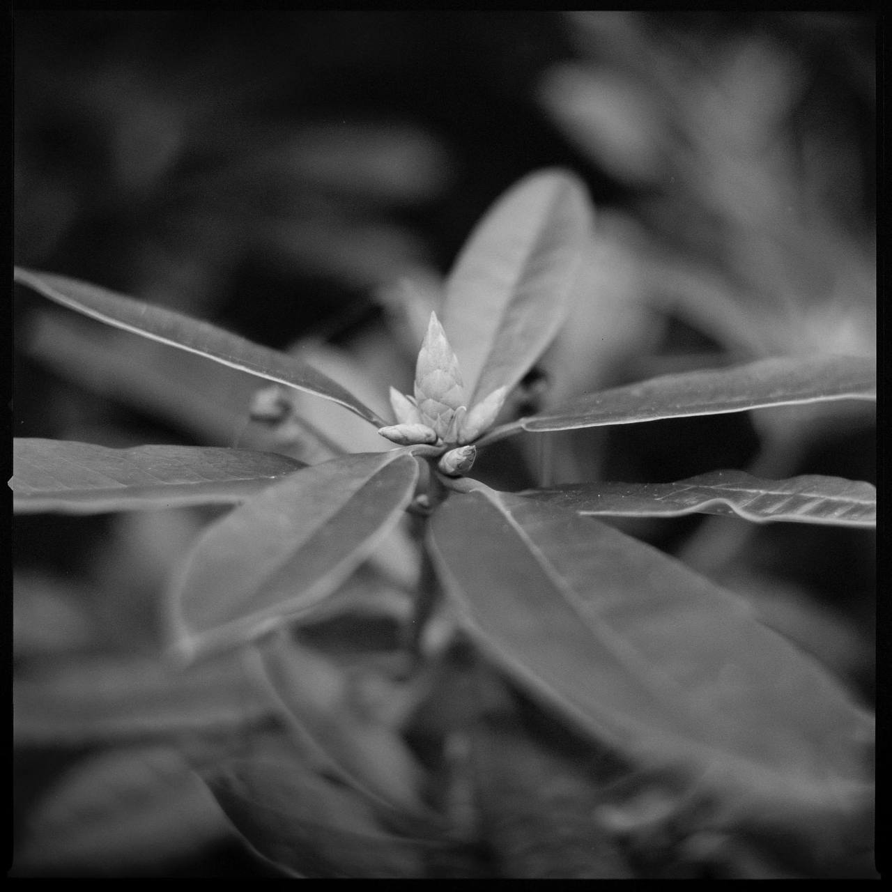 Monolens Petzval 104mm f/3 Tilt-Swirl IRIS